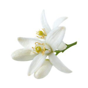 Marca Perfums amb flor de taronger perfumes nicho
