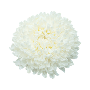 Marca Perfums amb flors blanques perfumes nicho