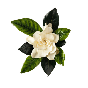 Marca Perfums amb gardenia perfumes nicho