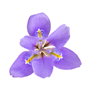 Marca Perfums amb iris perfumes nicho