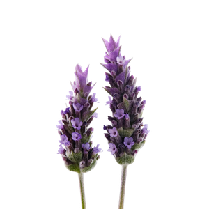 Marca Perfums amb lavanda perfumes nicho