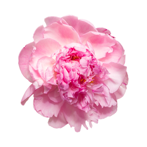 Marca Perfums amb peònia perfumes nicho