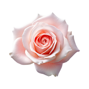 Marca Perfums amb rosa perfumes nicho