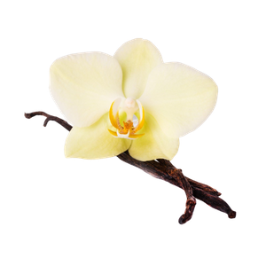 Marca Perfums amb vainilla perfumes nicho