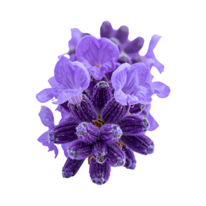 Marca Perfums amb violeta perfumes nicho