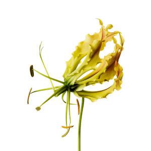 Marca Perfums amb ylang-ylang perfumes nicho