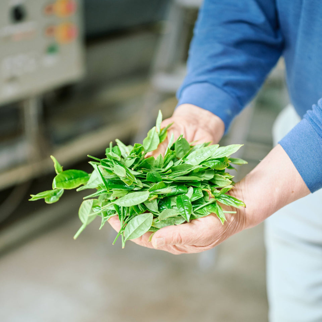 Pó de Genmaicha